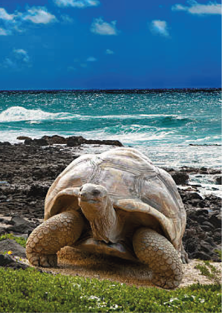 Ecuador Travel Agency Galapagos Cruise Specialist Local Tour Operator Quito