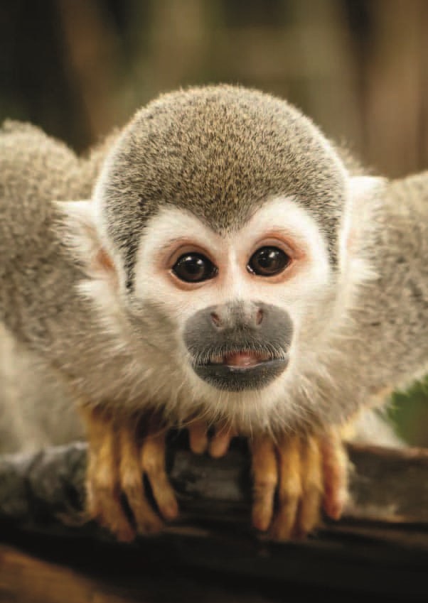 Ecuador Travel Agency Galapagos Cruise Specialist Local Tour Operator Quito