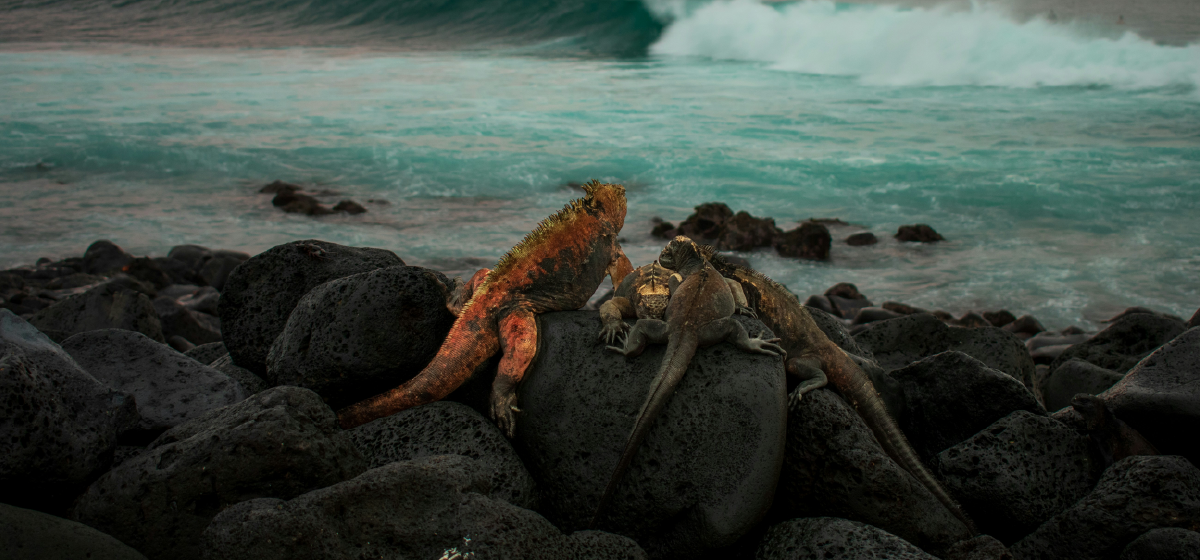 Galapagos Travel Tips Galapagos Entry Requirements