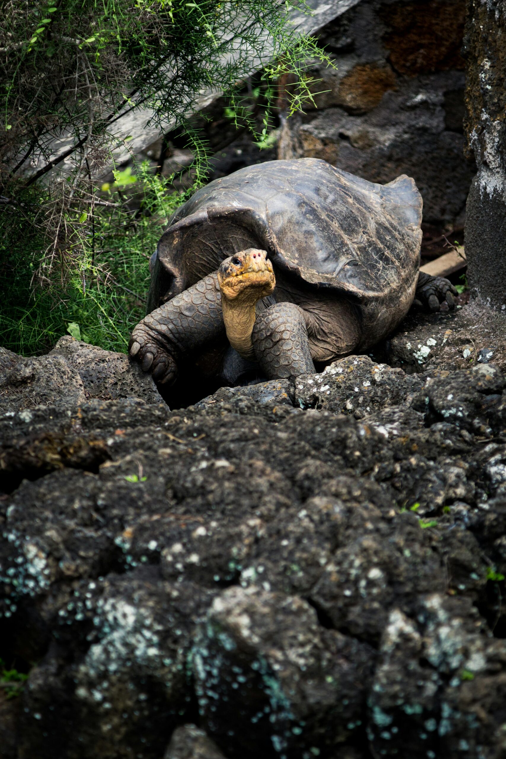 Close-up of a Galápagos tortoise in its rocky natural habitat, basking in daylight.