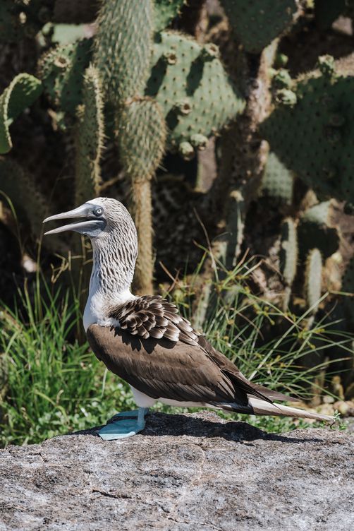 Galapagos Travel Tips Galapagos Entry Requirements