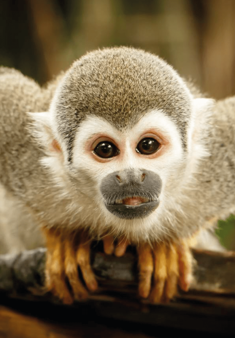 Ecuador Travel Agency Galapagos Cruise Specialist Local Tour Operator Quito